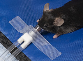 鼠标接收asoflorane麻醉