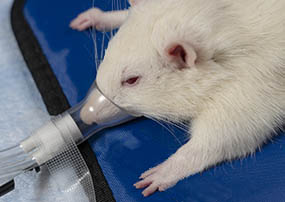 白鼠实验室接收异休眠